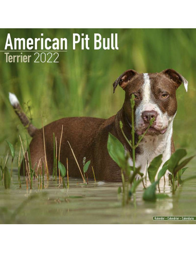 Kalender 2022 American Pit Bull