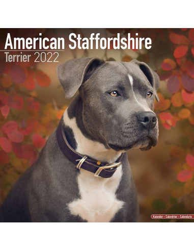 Kalender 2022 American Staffordshire