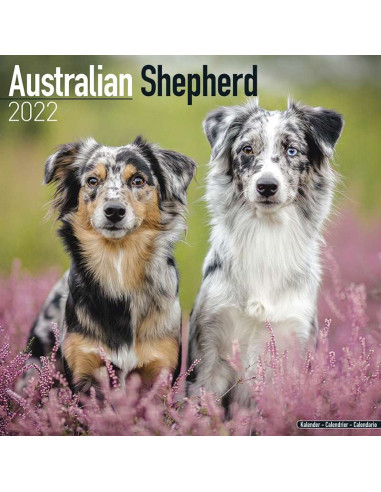 Kalender 2022 Australian Shepherd