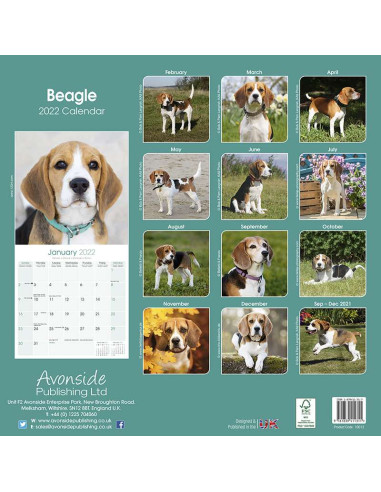 Kalender 2022 Beagle / online kopen