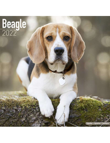 Kalender 2022 Beagle