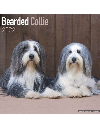 Kalender 2022 Bearded Collie