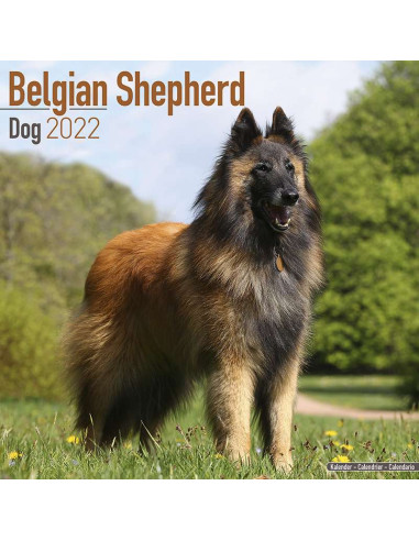 Kalender 2022 Belgian Shepherd