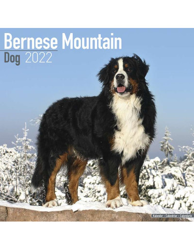 Kalender 2022 Bernese Mountain