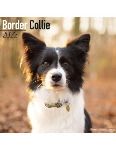 Kalender 2022 Border Collie