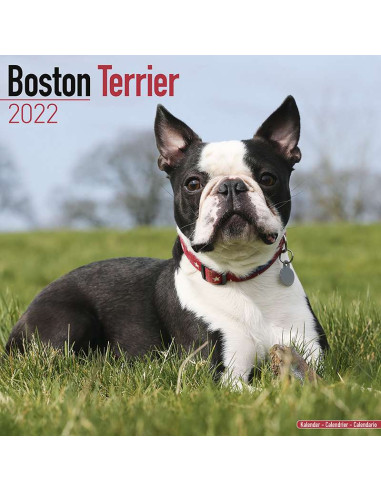 Kalender 2022 Boston Terrier