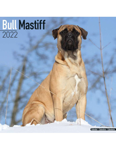 Kalender 2022 Bull Mastiff