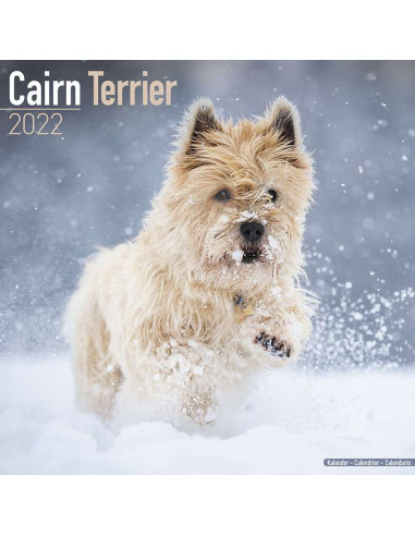 Kalender 2022 Cairn Terrier