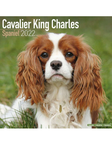 Kalender 2022 Cavalier King Charles