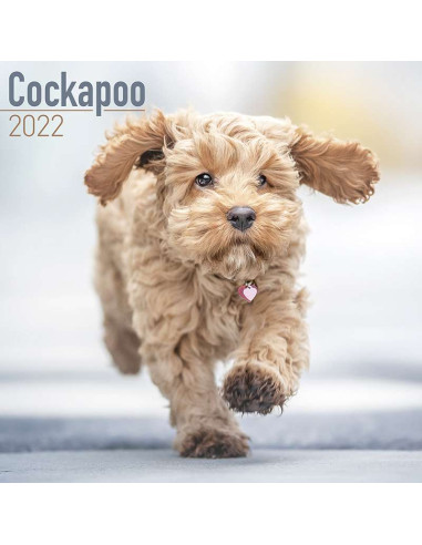 Kalender 2022 Cockapoo