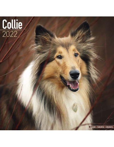 Kalender 2022 Collie