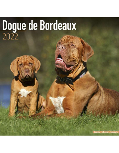 Kalender 2022 Dogue de Bordeaux