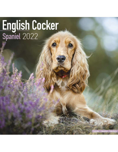 Kalender 2022 English Cocker