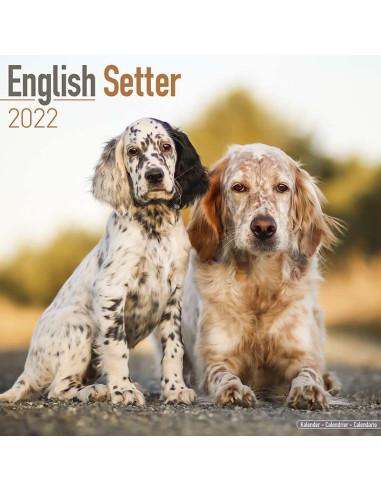 Kalender 2022 English Setter