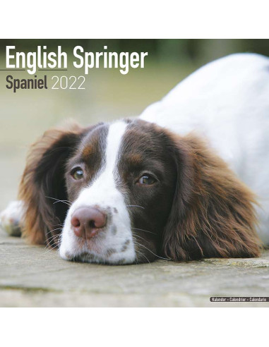 Kalender 2022 English Springer